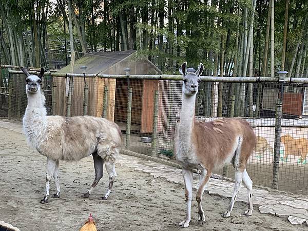 5EDC0C60-4C91-4E23-A559-B73B48F0EF8E.jpeg 5EDC0C60-4C91-4E23-A559-B73B48F0EF8E.jpeg