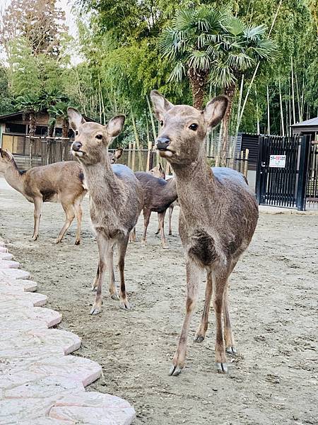 5B89260B-F06D-4CA6-A31A-4DBCEFEFBA6A.jpeg 5B89260B-F06D-4CA6-A31A-4DBCEFEFBA6A.jpeg