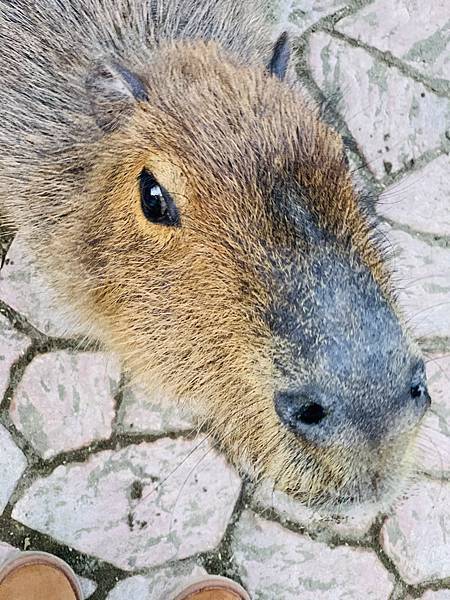 EBD9BC5C-E598-4A9E-998D-23193FCE141B.jpeg EBD9BC5C-E598-4A9E-998D-23193FCE141B.jpeg