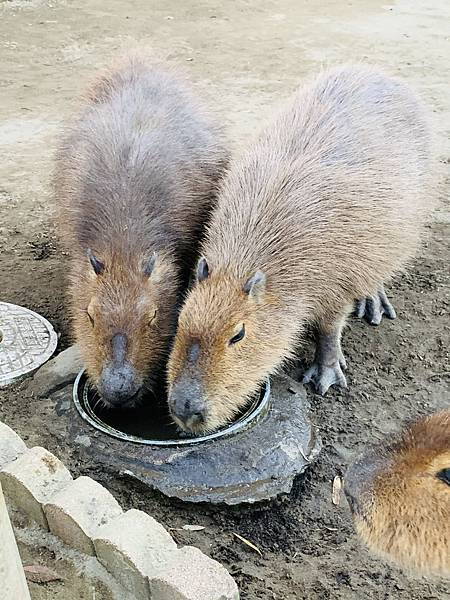 2685B228-3C20-48F6-88C5-3FDFE2CA7661.jpeg 2685B228-3C20-48F6-88C5-3FDFE2CA7661.jpeg