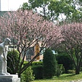 台灣藝術博物館的櫻花