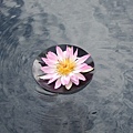 水池上的蓮花