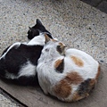 新崛江偶遇的兩隻貓