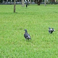 圖書館前草坪的鴿子