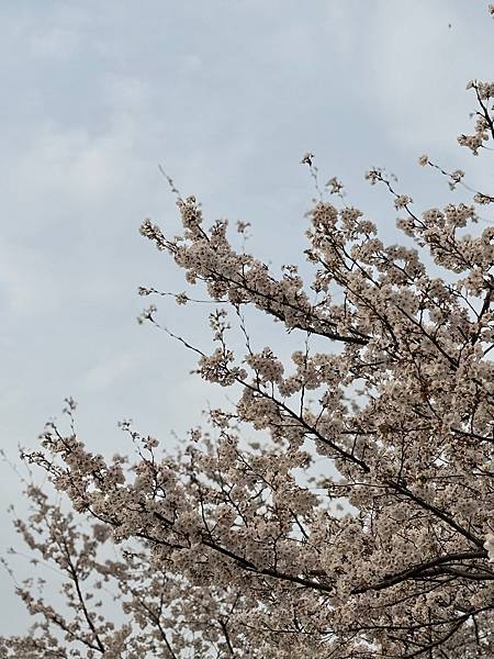 【郵輪之旅】EP1.6天玩3個國家！上海、沖繩、石垣島超爽！