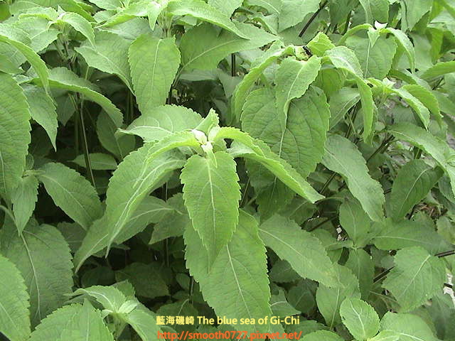 自己煮清涼消暑的青草茶 藍海磯崎the Blue Sea Of Gi Chi 痞客邦