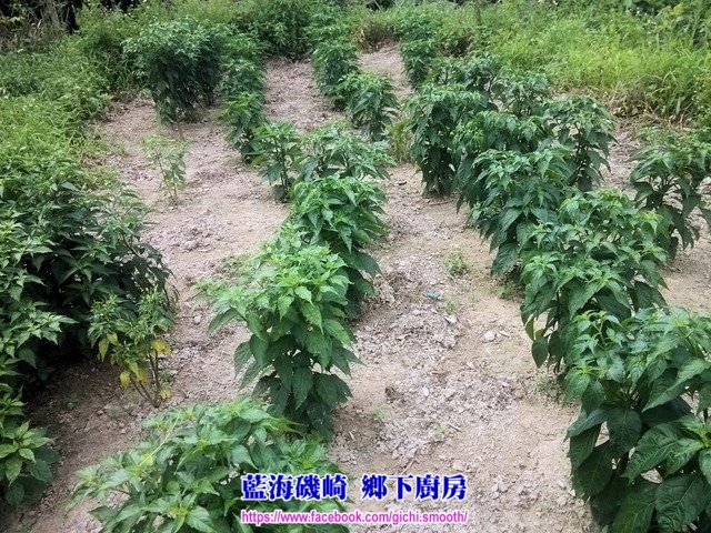 IMG_20150520_083955 (複製).jpg IMG_20150520_083955 (複製).jpg