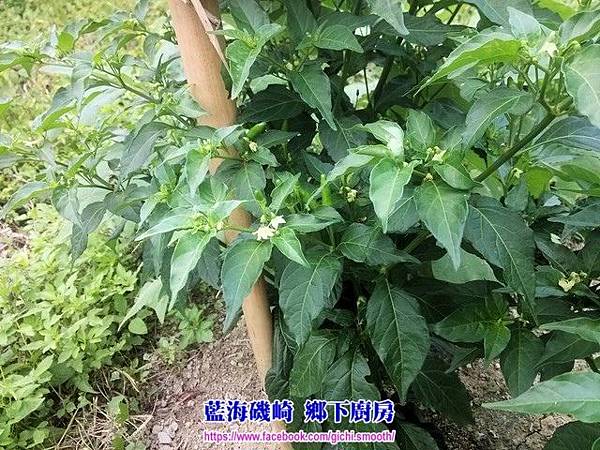 藍海磯崎 鄉下廚房-醃漬 原生雞心辣椒