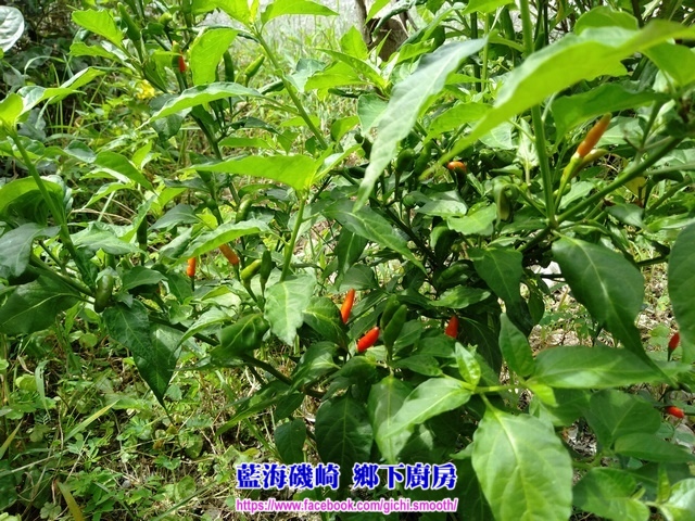 藍海磯崎 鄉下廚房-醃漬 原生雞心辣椒 藍海磯崎 鄉下廚房-醃漬 原生雞心辣椒