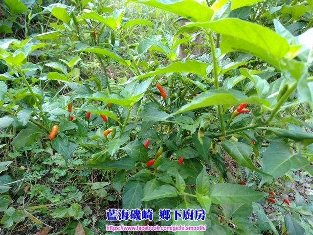 藍海磯崎 鄉下廚房-醃漬 原生雞心辣椒 藍海磯崎 鄉下廚房-醃漬 原生雞心辣椒