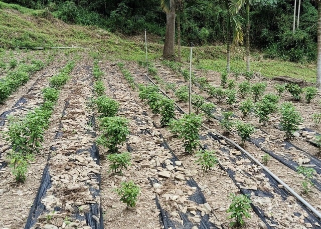 藍海磯崎 鄉下廚房｜原生雞心辣椒園完美的邂逅