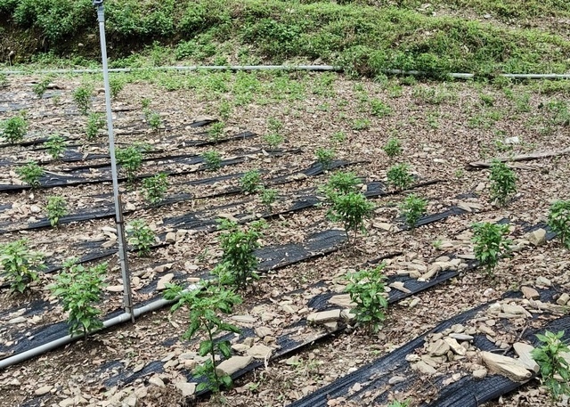 藍海磯崎 鄉下廚房｜原生雞心辣椒園完美的邂逅