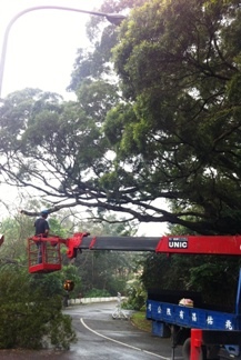 樹木修剪-桃園 樹木修剪-桃園
