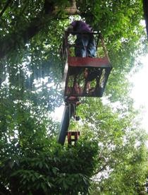 樹木修剪-桃園 樹木修剪-桃園