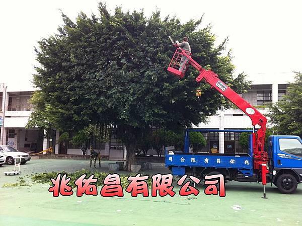 桃園鋸樹廠商 桃園鋸樹廠商