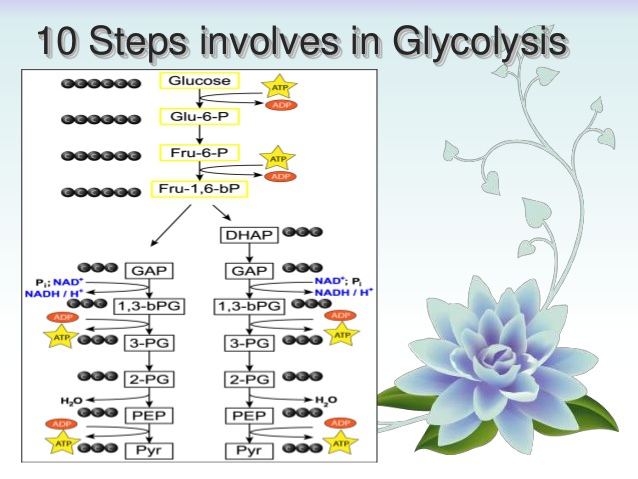 glycolysis-10-steps-by-asar-khan-3-638.jpg