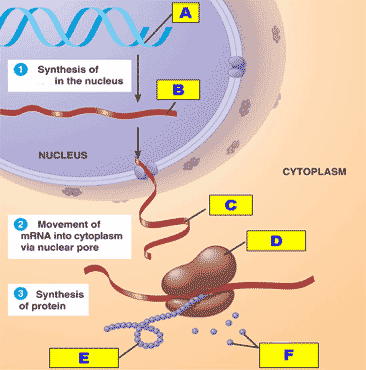 protein-synthesis-UL.gif