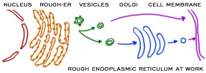 cell_er3.jpg