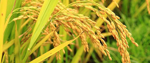 Golden-Rice-in-the-field-710px.jpg