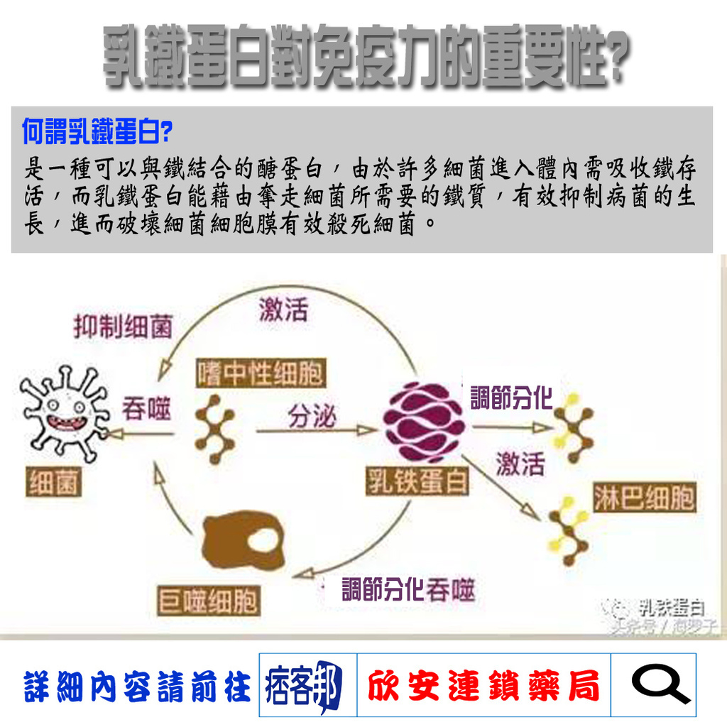 乳鐵蛋白.jpg