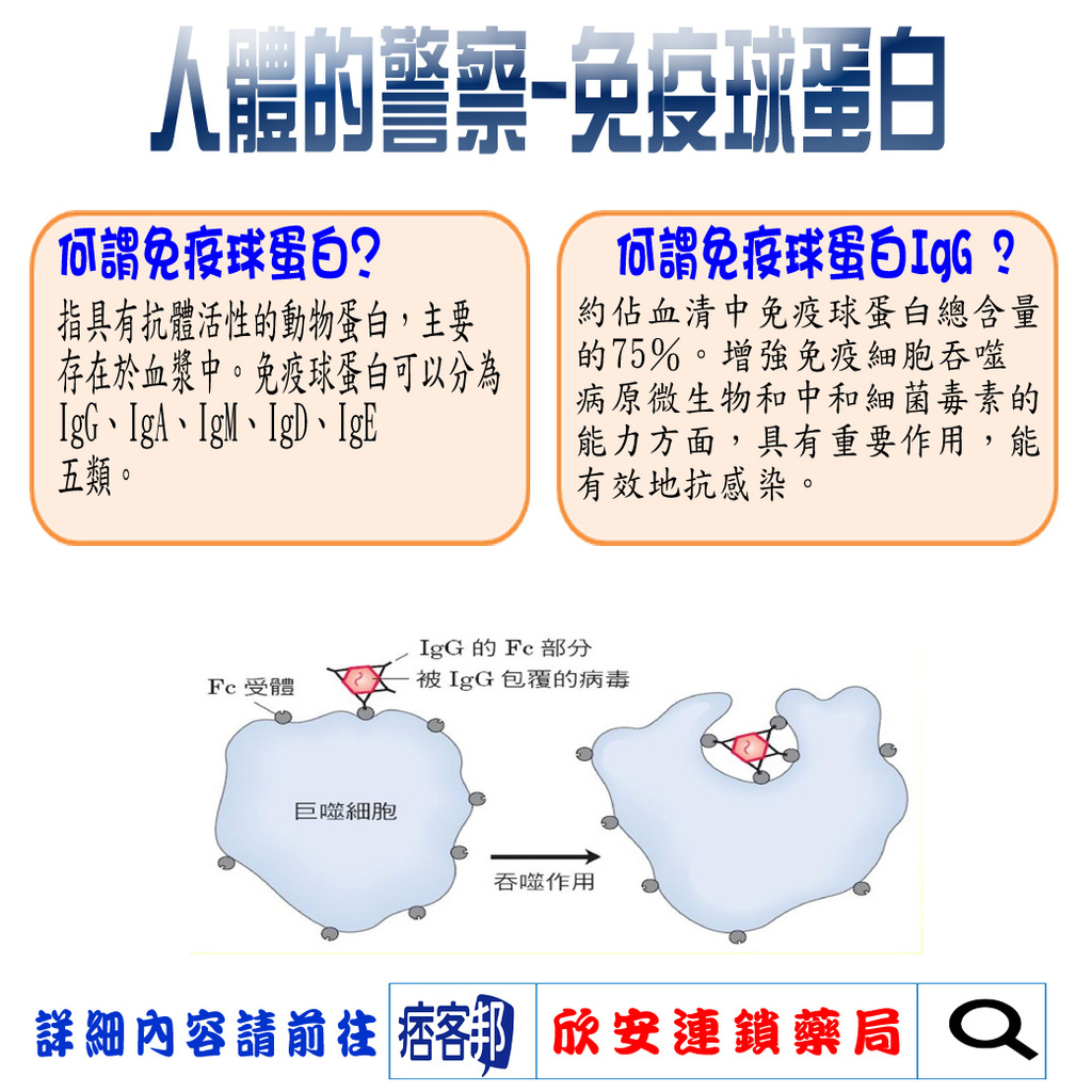 免疫球蛋白.jpg