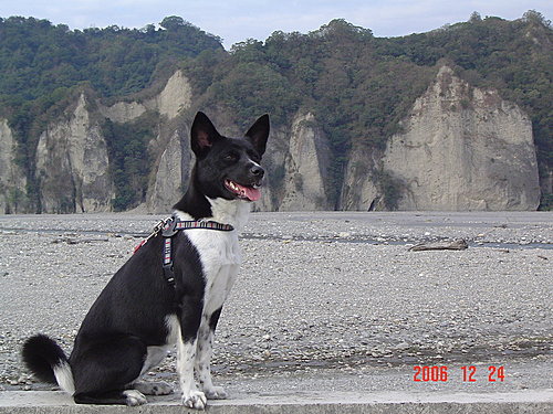 小熊於小黃山前