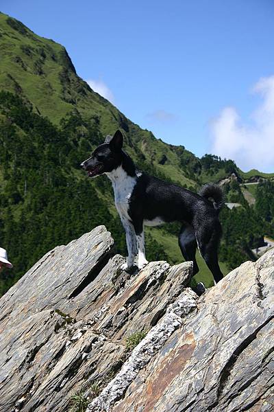 小熊 合歡尖山