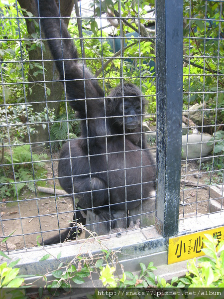 Taipei  zoo 052.jpg