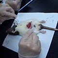 摘除性腺的老鼠開始縫合傷口