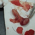 Rat testes