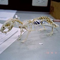 Rat skeleton