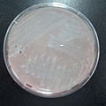 等著用來做實驗染色的細菌培養皿