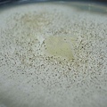 麵包黴（Aspergillus niger）