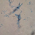 Penicillium notatum 菌絲體