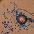 麵包黴（Aspergillus niger）