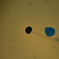 麵包黴（Aspergillus niger）