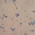 酵母菌 Budding yeasts（Saccharomyces cerevisiae）
