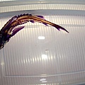 透明魚骨骼 - 鱘魚 sturgeon 幼體