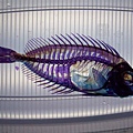 硬骨魚透明骨骼