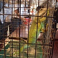 綠鬣蜥
