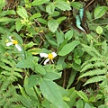 青帶鳳蝶和鬼針草