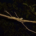 樹上巧遇的攀木蜥蜴