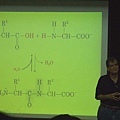 先從簡單的 peptide bond 講起