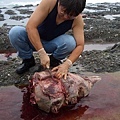 陳飛龍大哥整理喙鯨頭骨