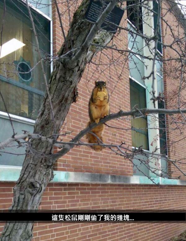 The_Squirrel_Thief