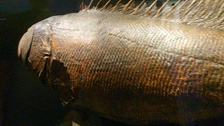 DSC_0036.JPG DSC_0036.JPG