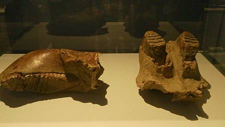 DSC_0110.JPG DSC_0110.JPG