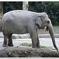 去泰國的時候已經看很多的大象