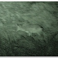 夜視鏡拍到的梅花鹿