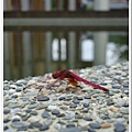 偶然看到的紅蜻蜓
